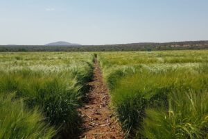 Barley trials