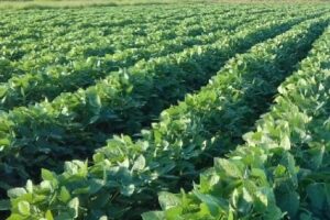 SOYA FIELD