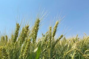 Wheat 1