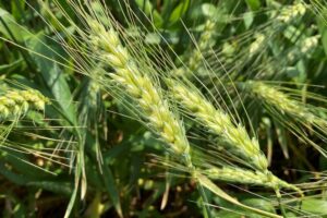 Wheat 2