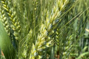 Wheat 3
