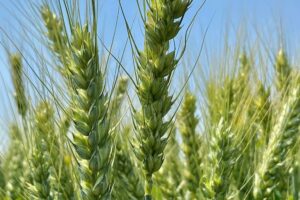 Wheat 4